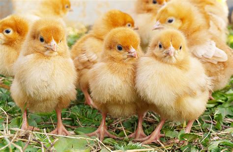 Flock of Chicks .